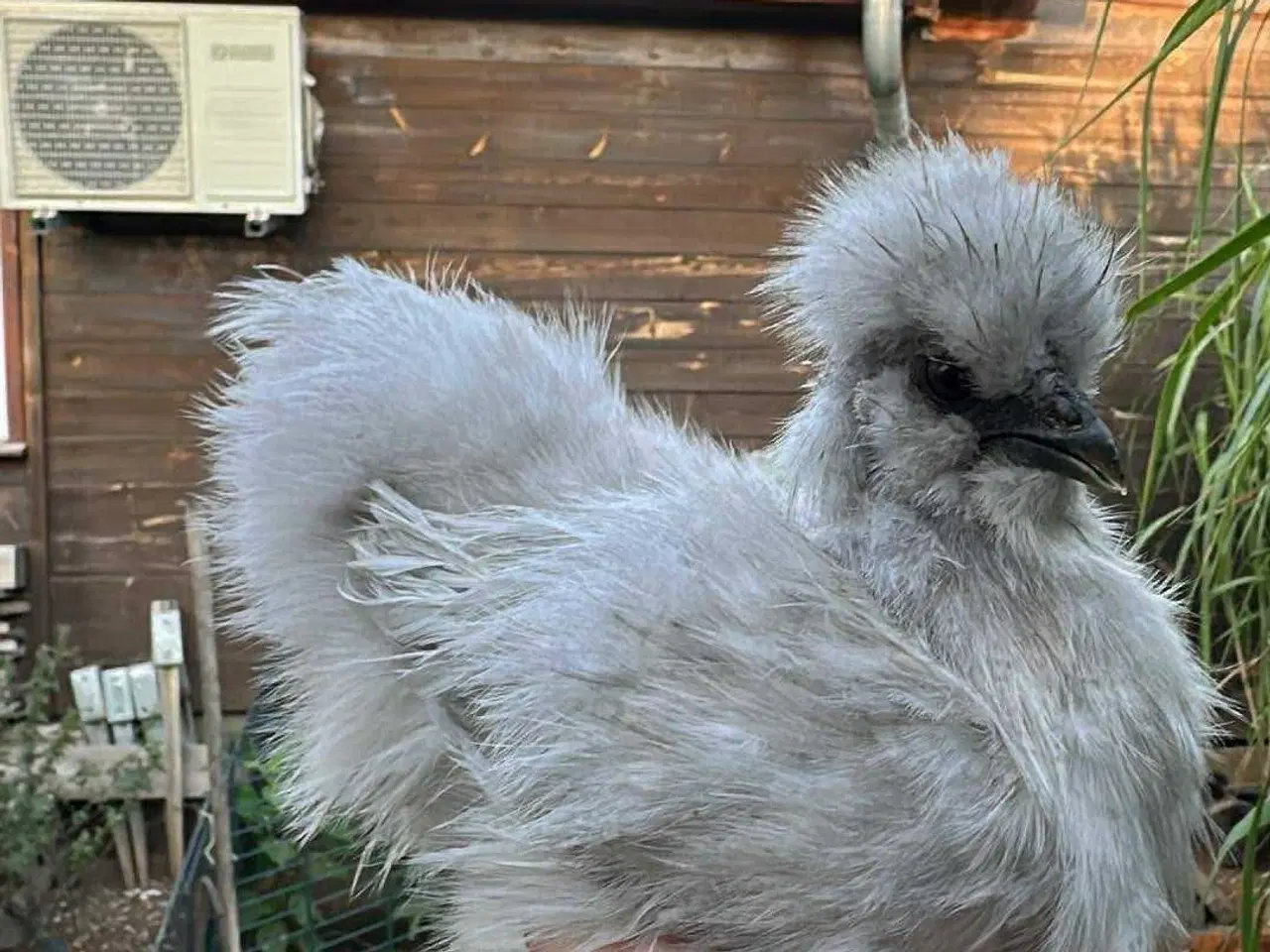 Billede 3 - daggamle Dværg silkehøns Kyllinger i rene farver g