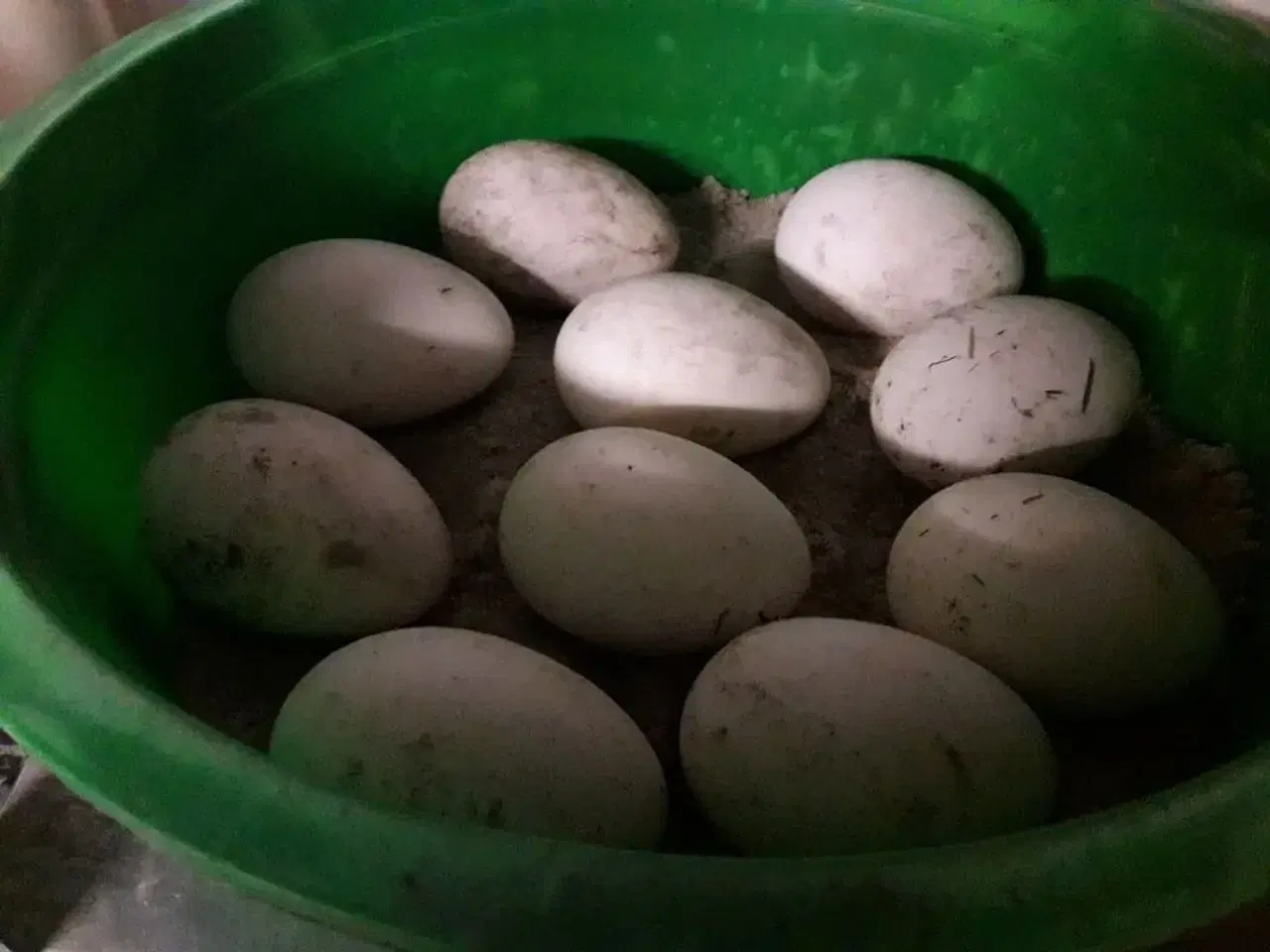 Billede 1 - æg af Svanegæs