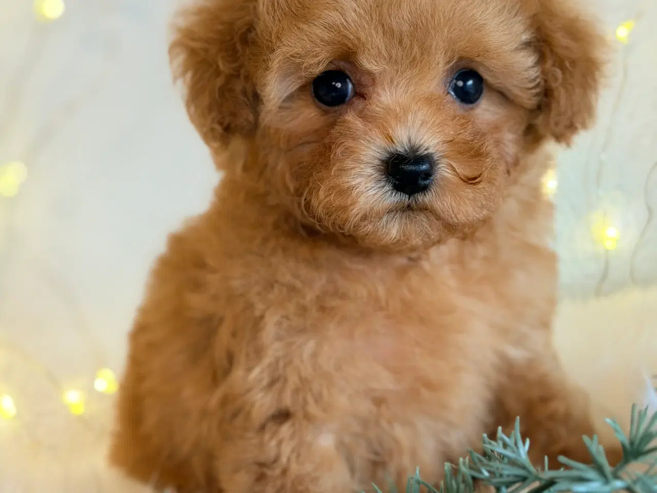 Billede 7 - Maltipoo F1B dreng