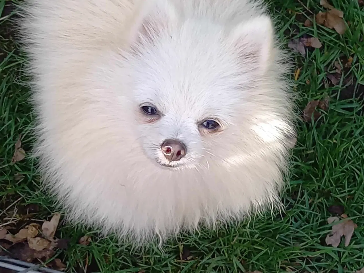 Billede 1 - Smuk Pomeranian dreng