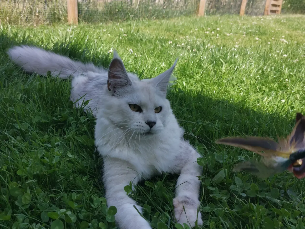 Billede 6 - Mainecoon pige 