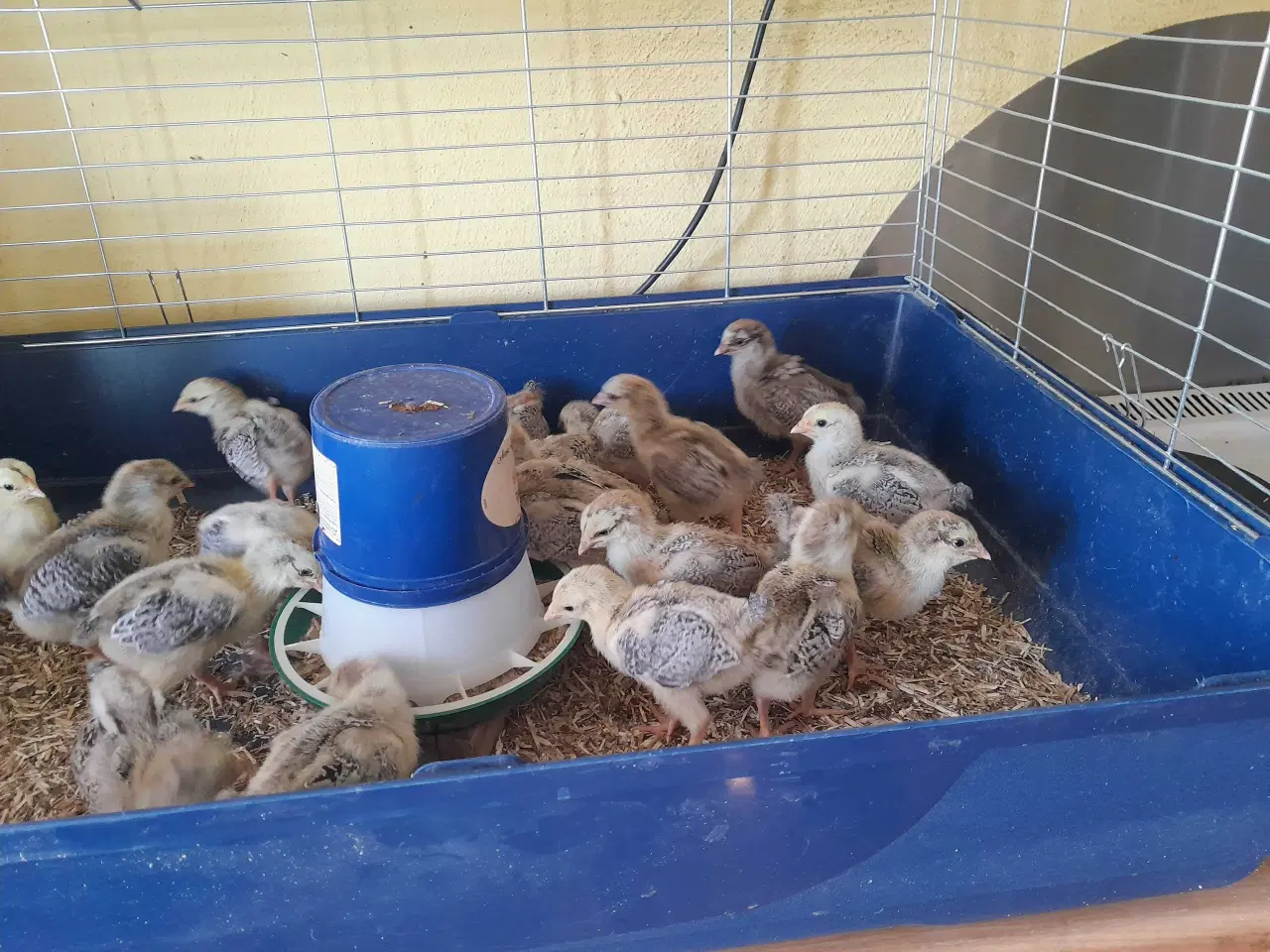 Billede 3 - Varmefrie Dværg wyandotter