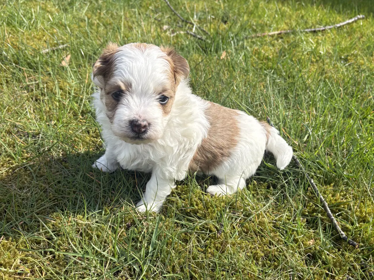 Billede 6 - Bichon havanais hvalp