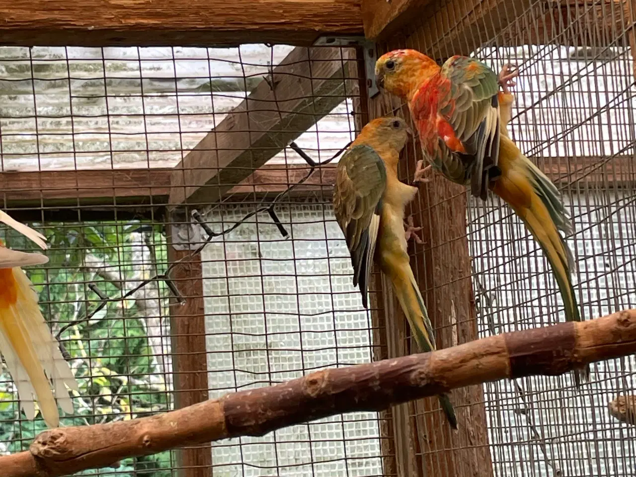 Billede 2 - Orange opaline sangparakitter 