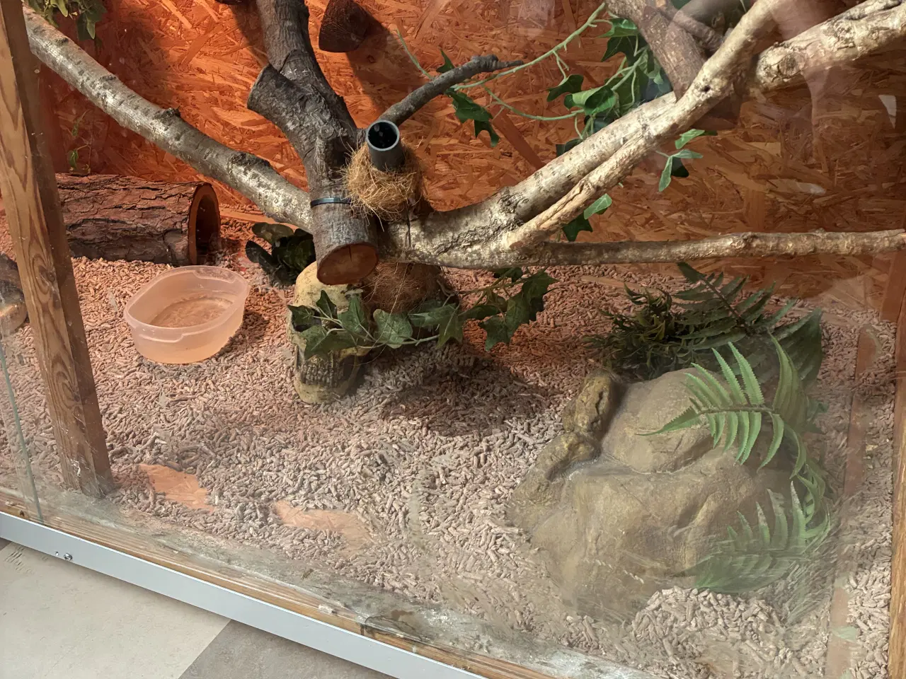 Billede 7 - Kongepyton Banana leopard 100% het clown