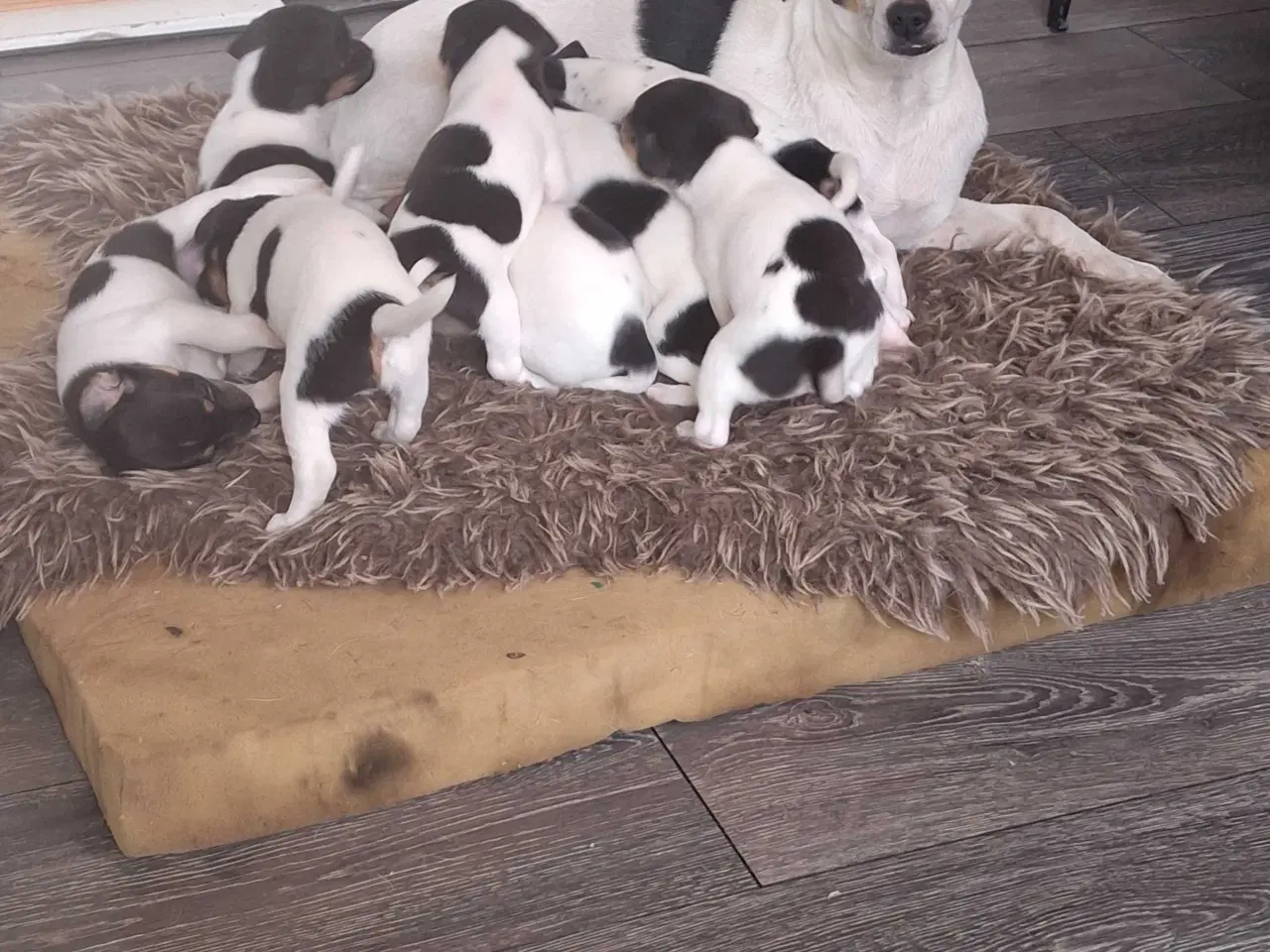 Billede 2 - Dansk svensk gårdhund (hundehvalpe)