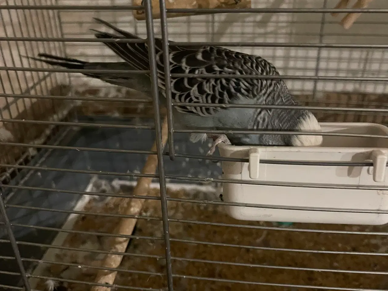 Billede 3 - tam undulat 