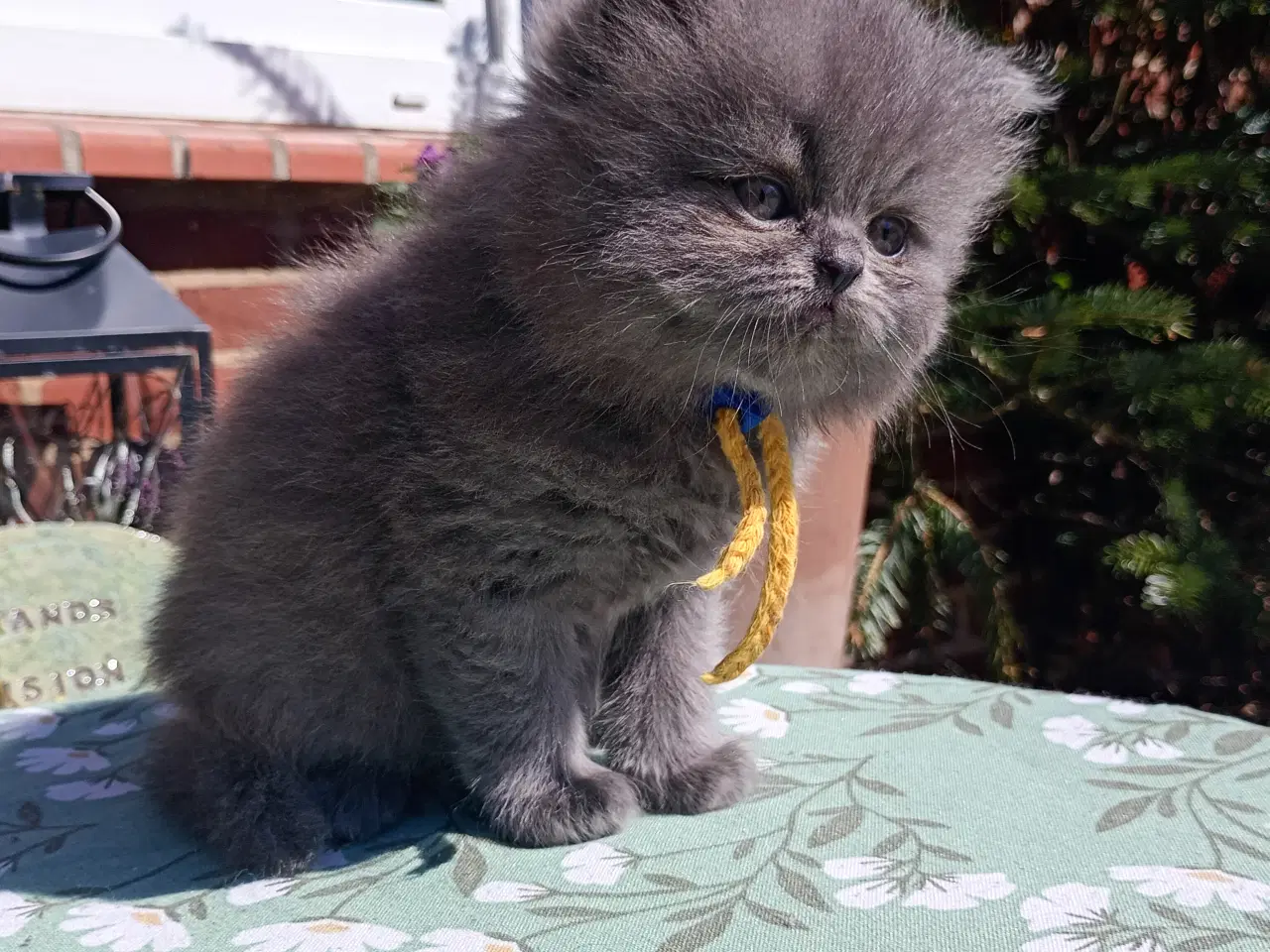 Billede 10 - British Longhair dreng