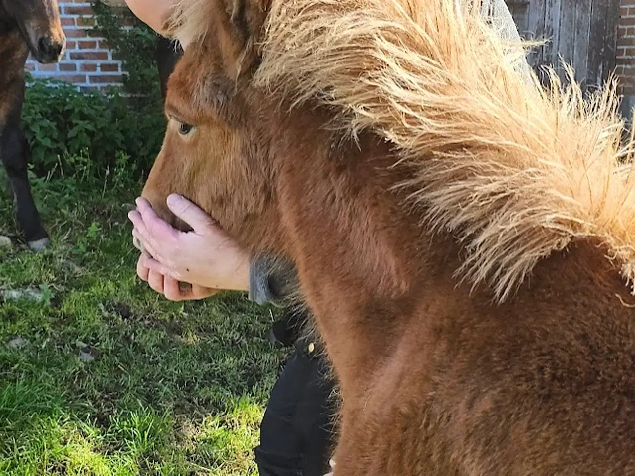 Billede 15 - Avl - Stævne eller luksus ridehest <3 