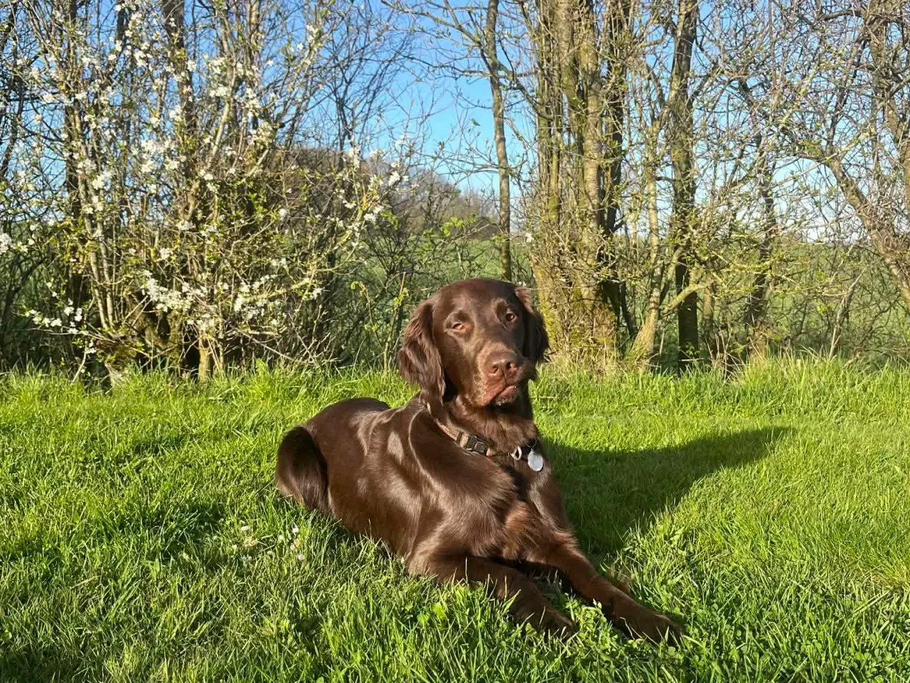 Billede 1 - Flatcoated Retriever hvalpe 