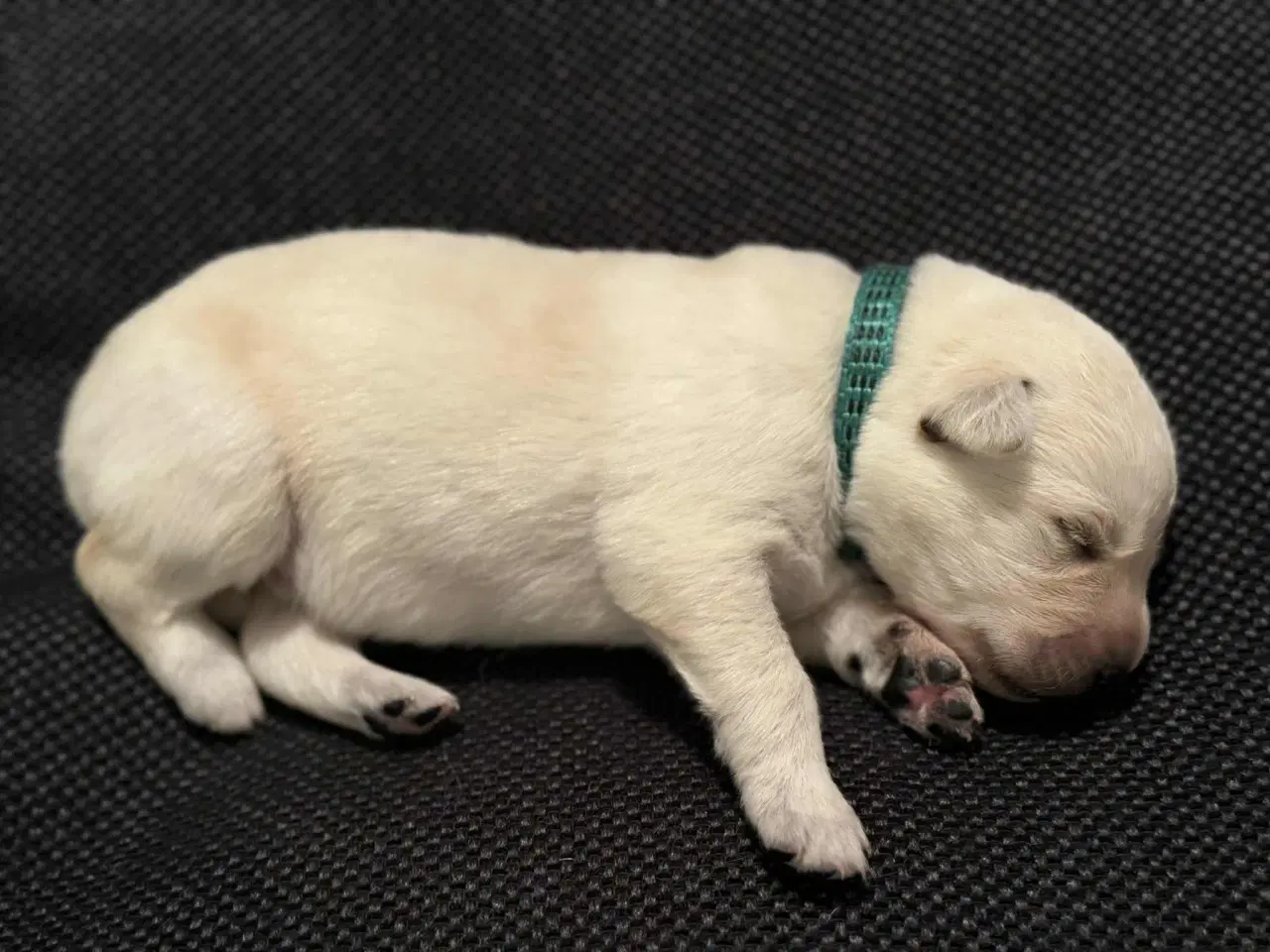 Billede 9 - Ønsker du en hund i julegave