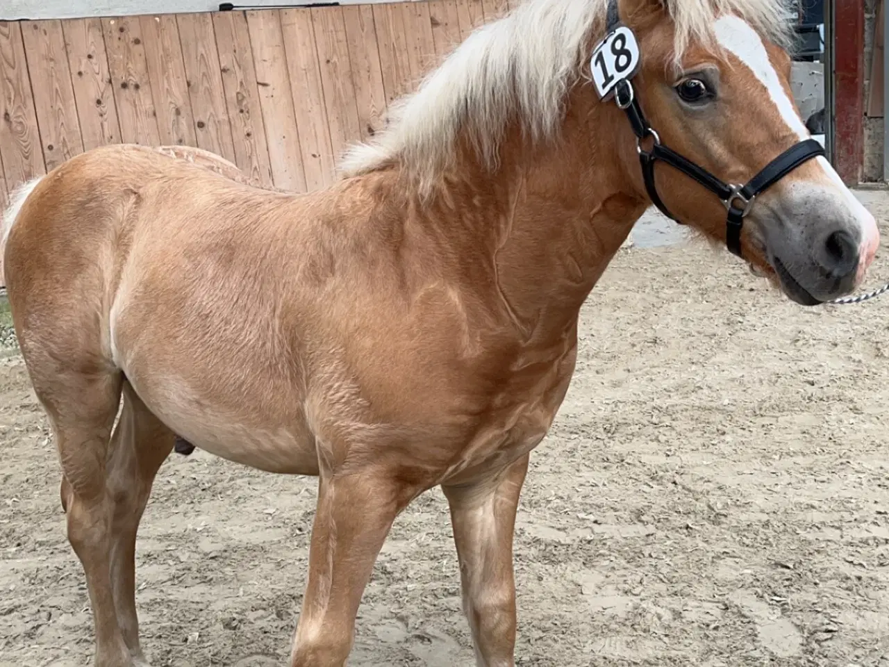 Billede 3 - Lækker haflinger føl 