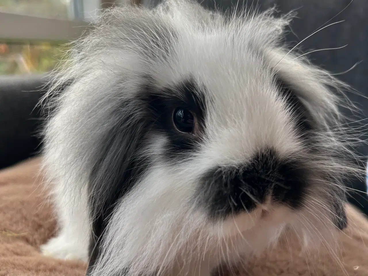 Billede 11 - De sødeste kaninunger søger nyt hjem