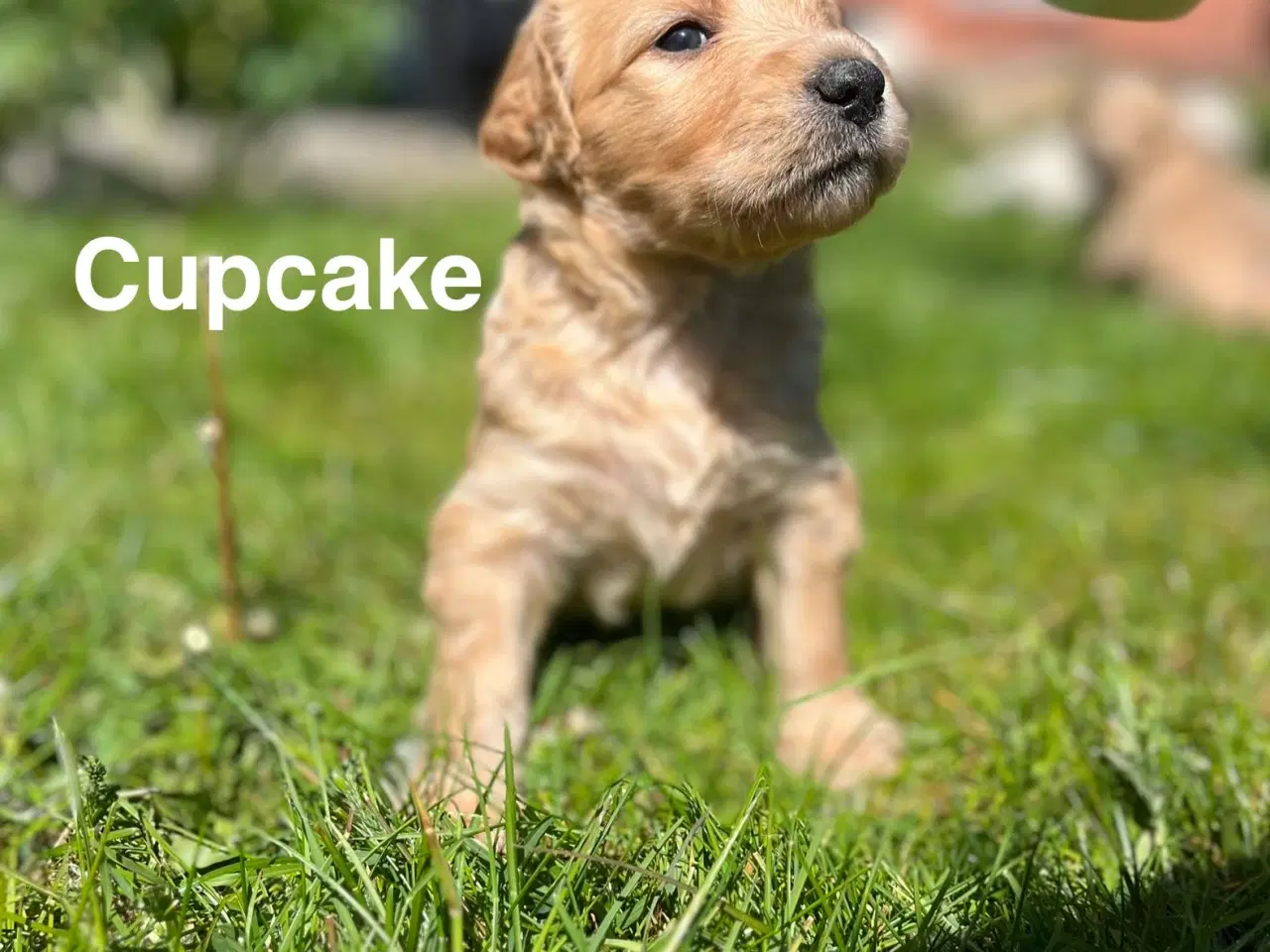 Billede 7 - Goldendoodle 