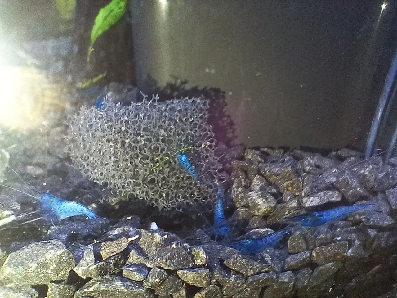Billede 1 - Blå neocaradina rejer