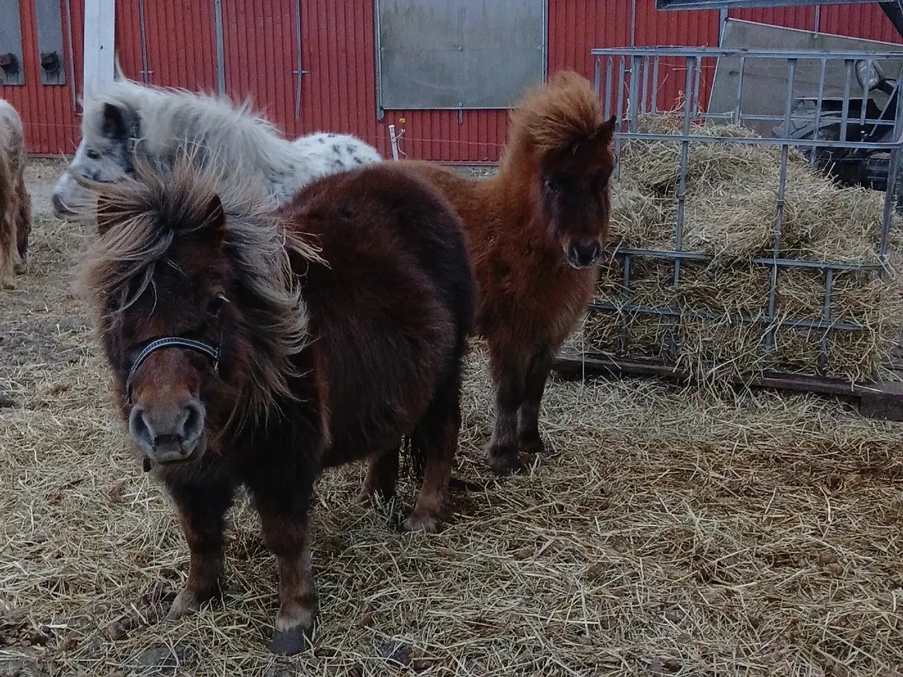 Billede 2 - Ponyer søger nyt hjem.