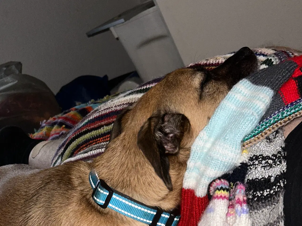 Billede 15 - Hund søger nyt hjem 