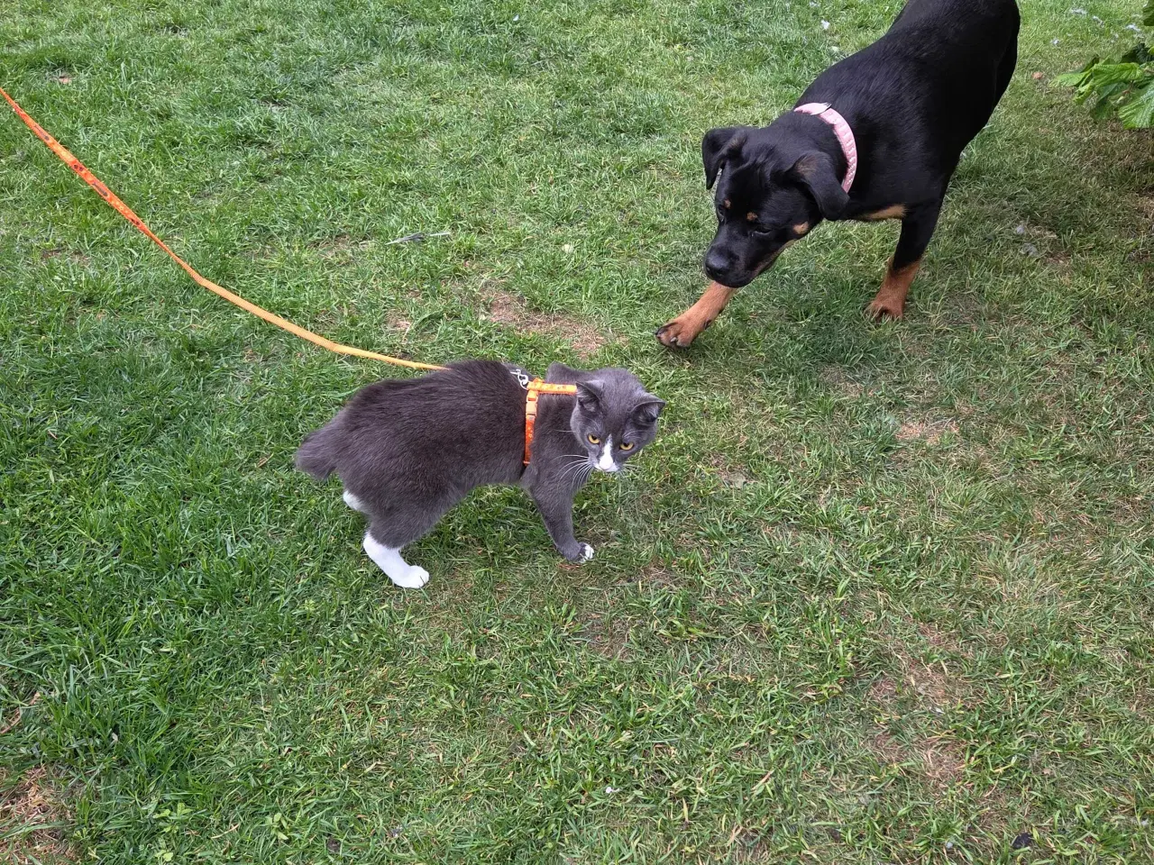 Billede 7 - Rottweiler 