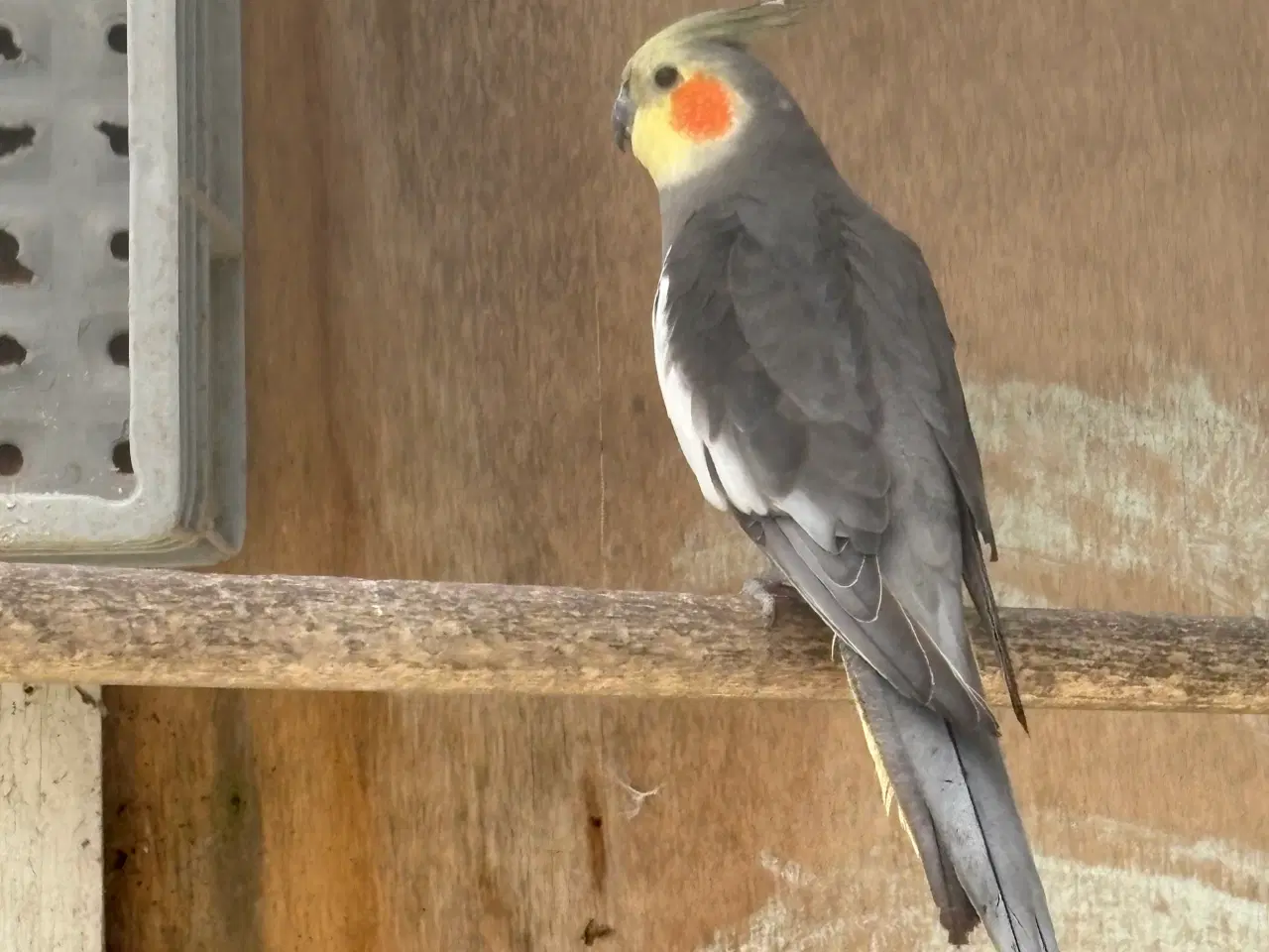 Billede 1 - Nymfeparakiter