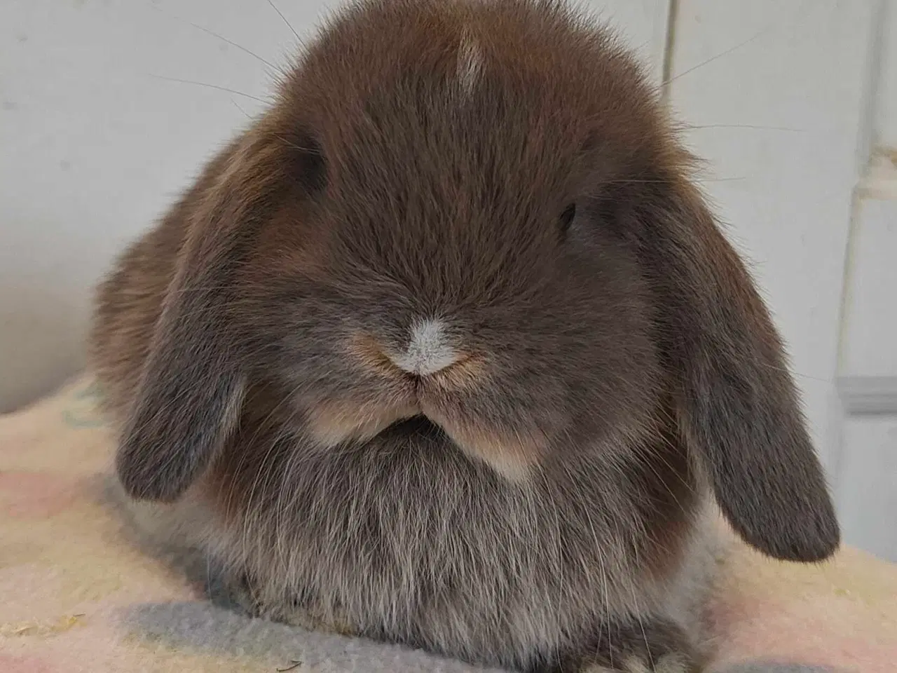 Billede 15 - Minilop