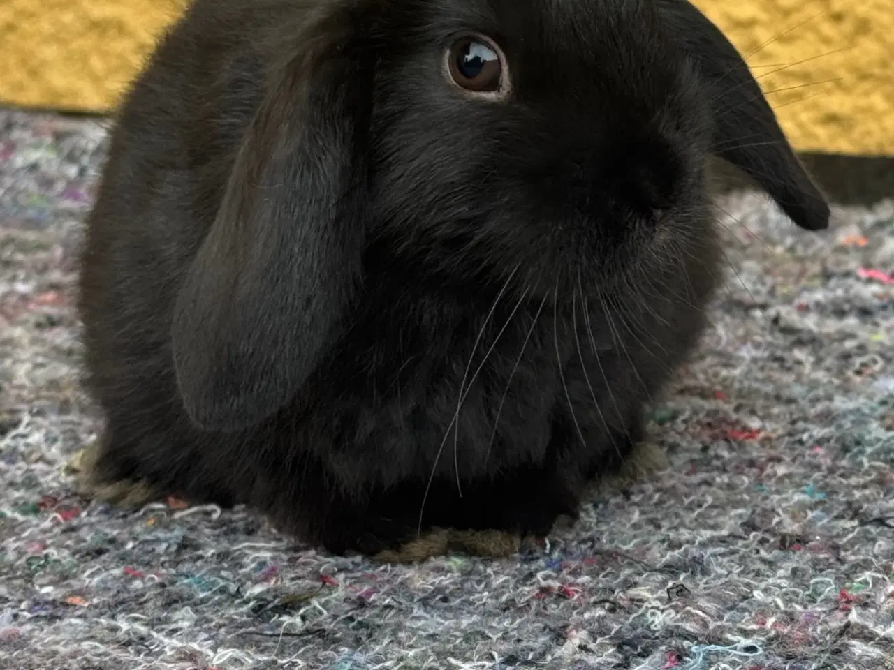 Billede 11 - Han Dværgvædder unge sælges 