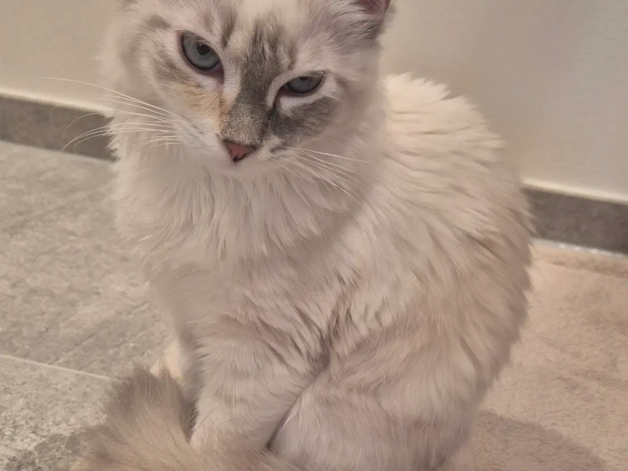 Billede 7 - Killinger - Ragdoll blanding