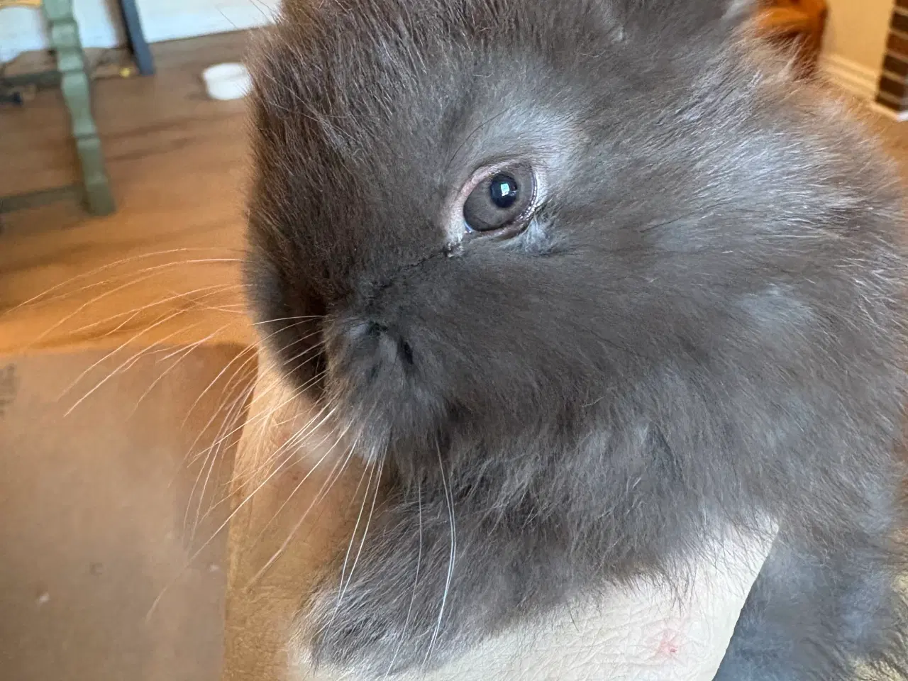 Billede 5 - Minilops piger