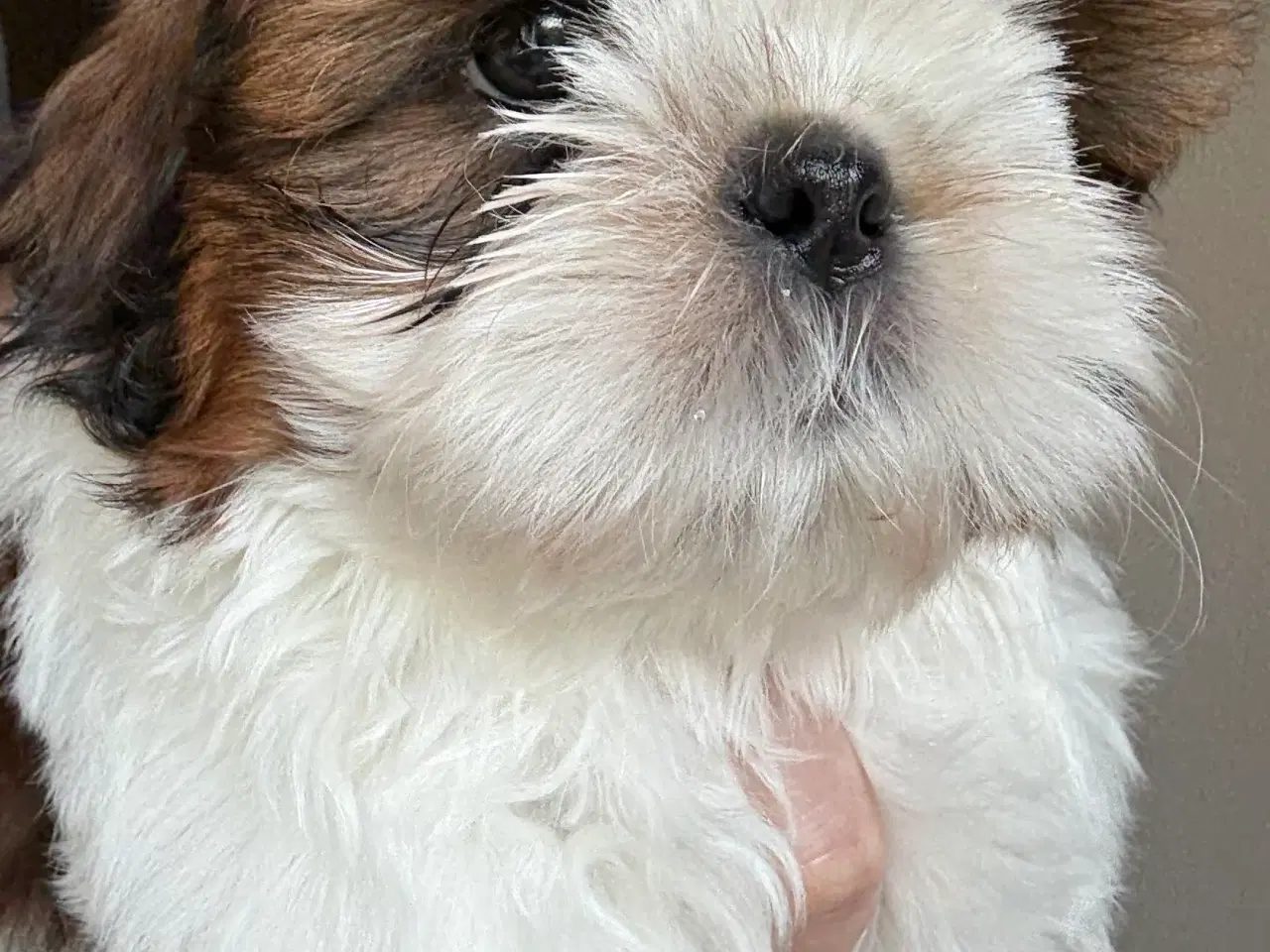 Billede 4 - Shih tzu hvalp