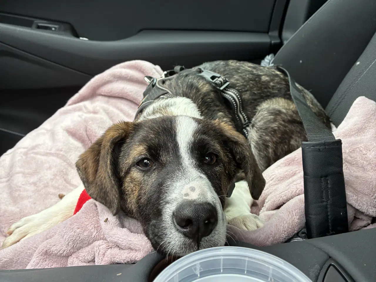 Billede 5 - Tora søger sin 4 ever familie.