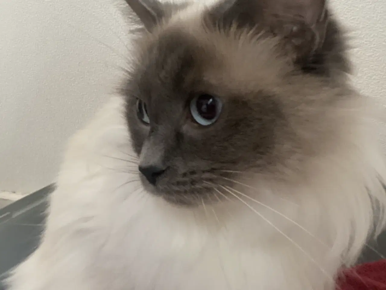 Billede 3 - Ragdoll blandinger
