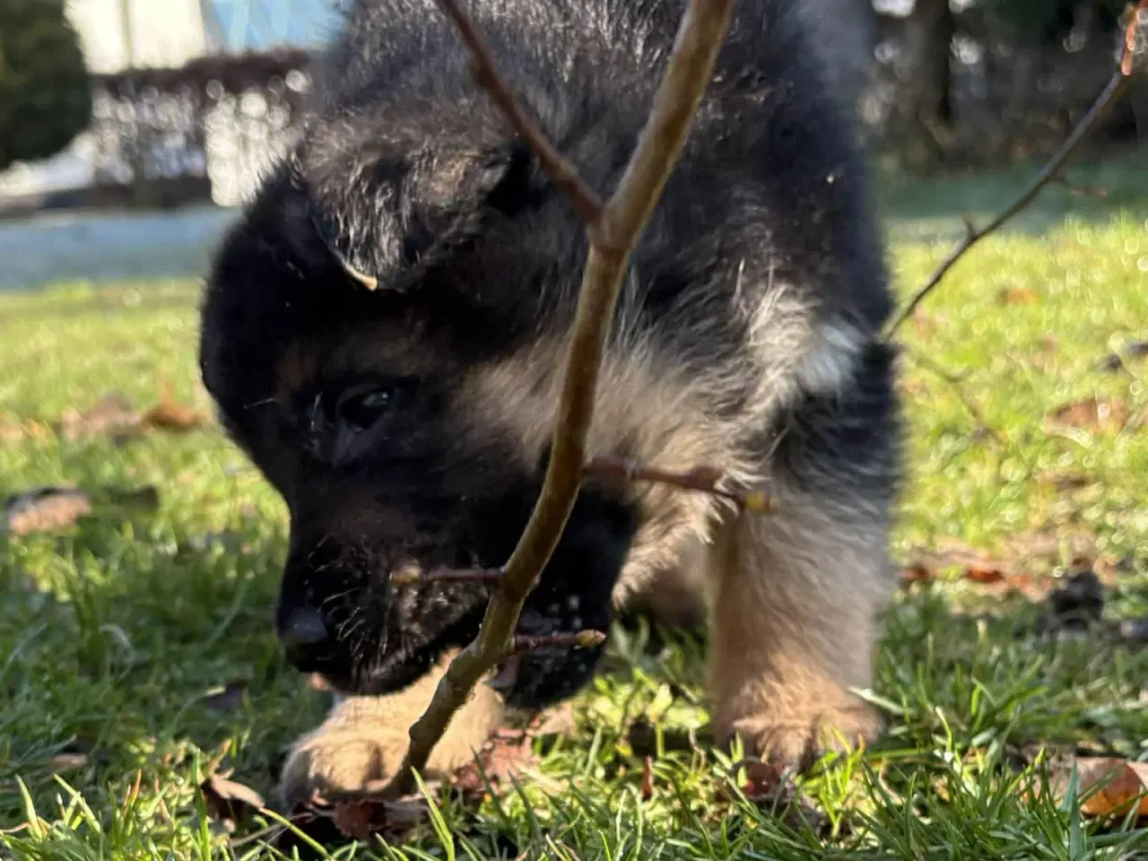 Billede 2 - Skønne schæferhvalpe