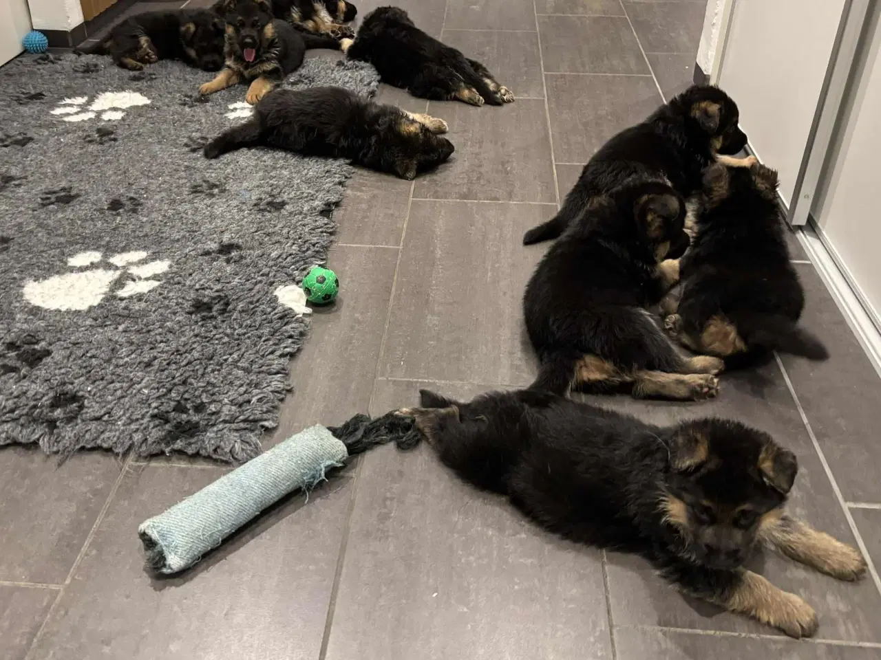 Billede 5 - Schæferhvalpe med stamtavle