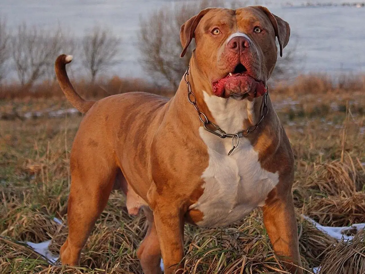 Billede 2 - Hanhund til parring (American Bully)