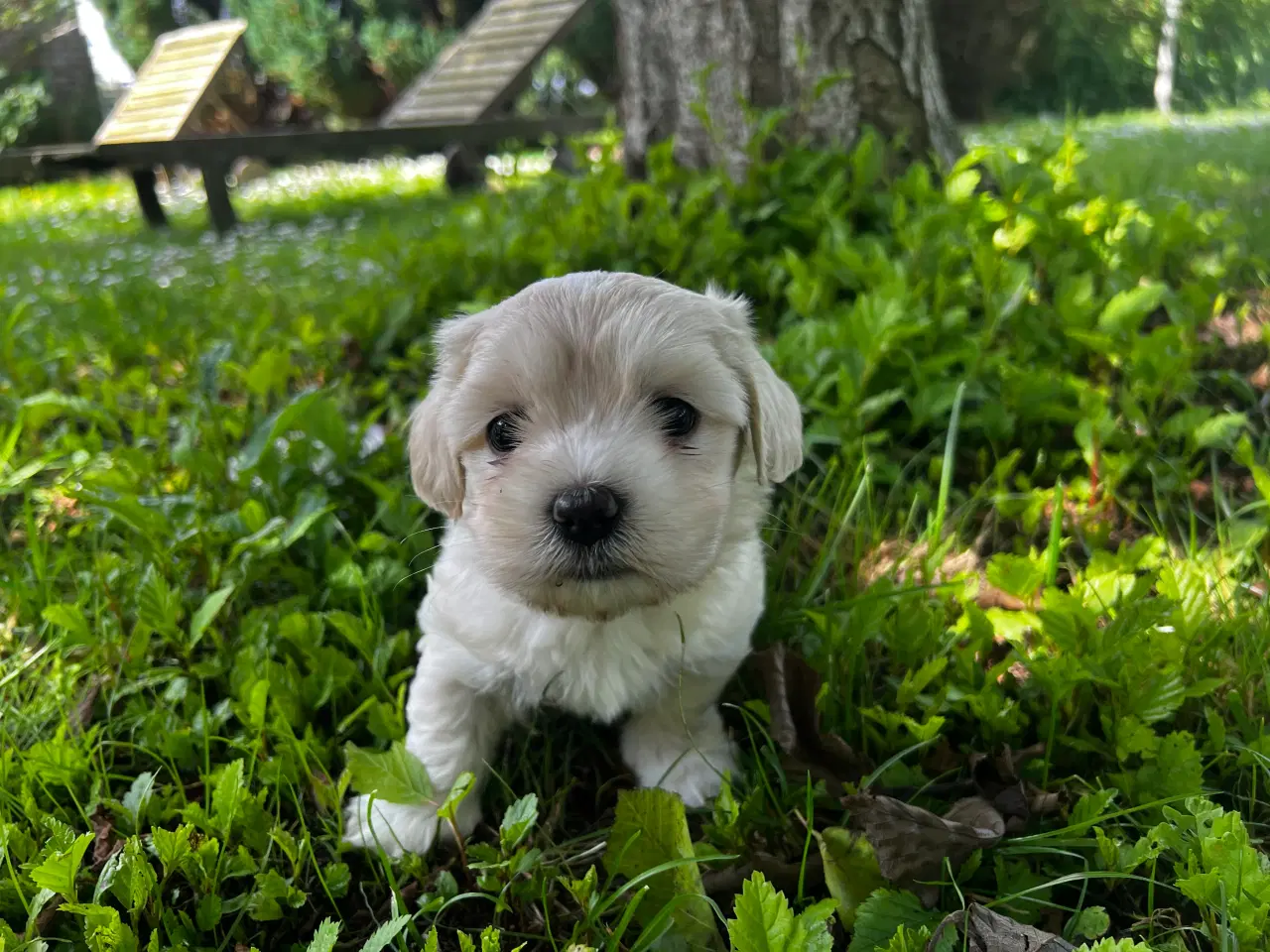 Billede 6 - Coton - Shih tzu hundehvalpe 