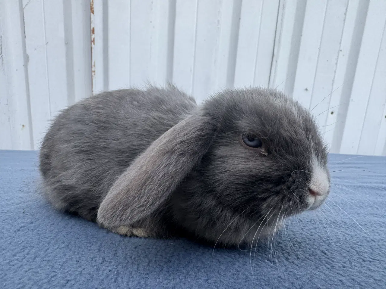 Billede 2 - Dværgvædder hunkanin