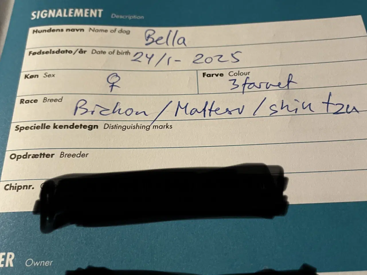 Billede 4 - Bichon/malter/shih tzu