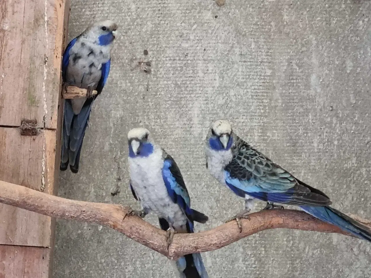 Billede 1 - Blå pennant 