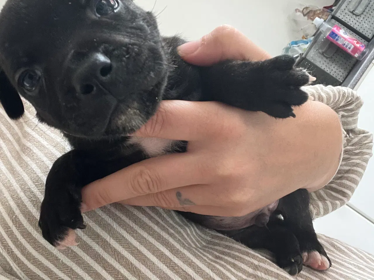Billede 6 - Staffordshire bullterrier/ old english hvalpe 