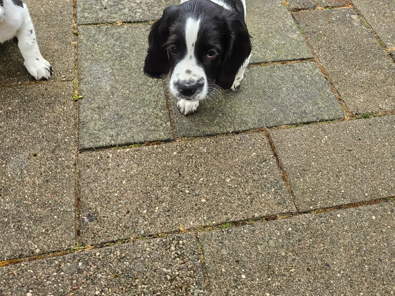 Billede 3 - Springer spaniel hvalpe