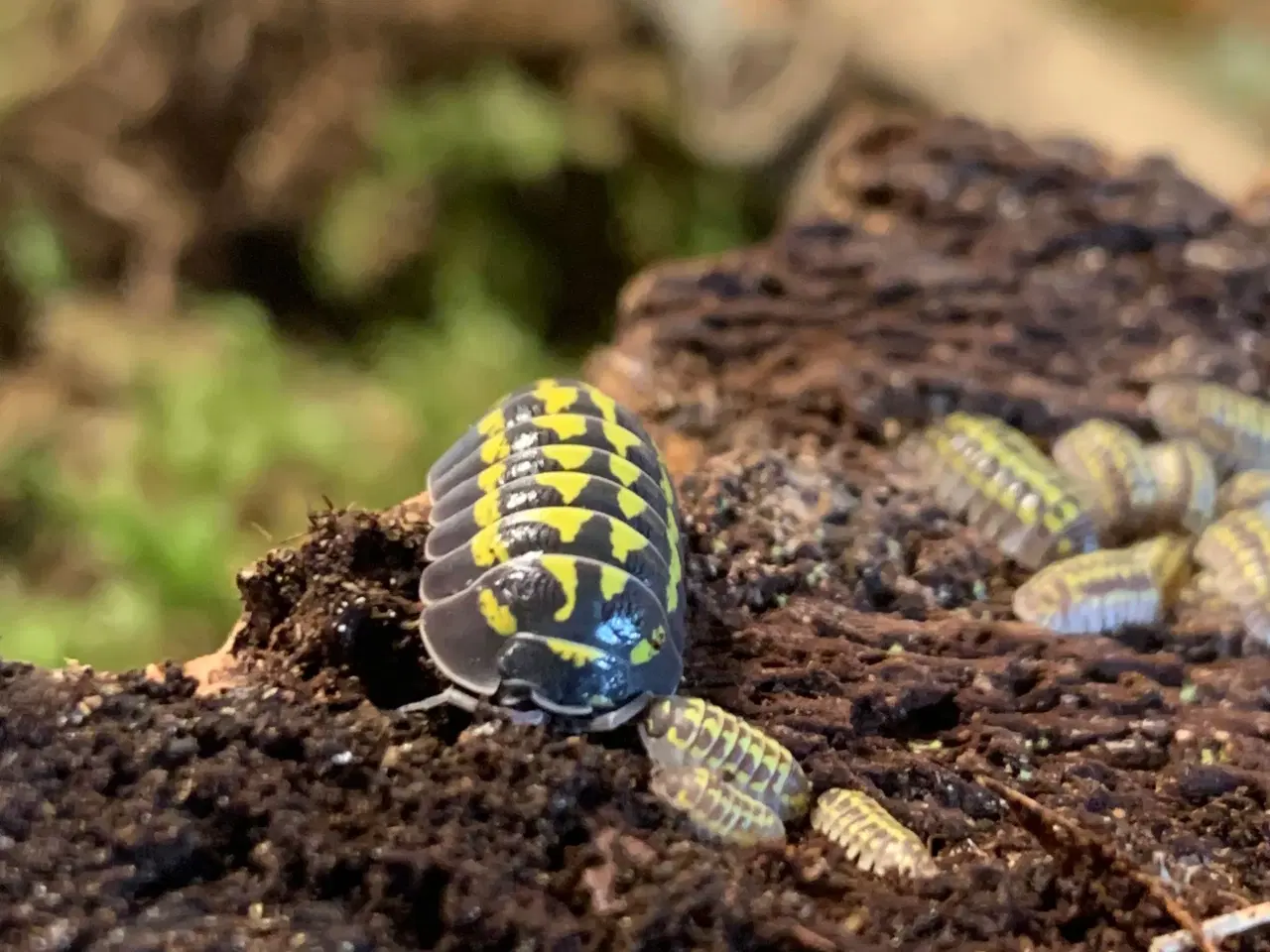 Billede 3 - Armadillidium Gestroi sælges