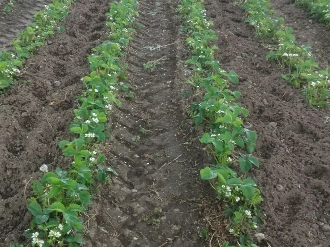 Billede 8 - Jordbær og kartofle renser