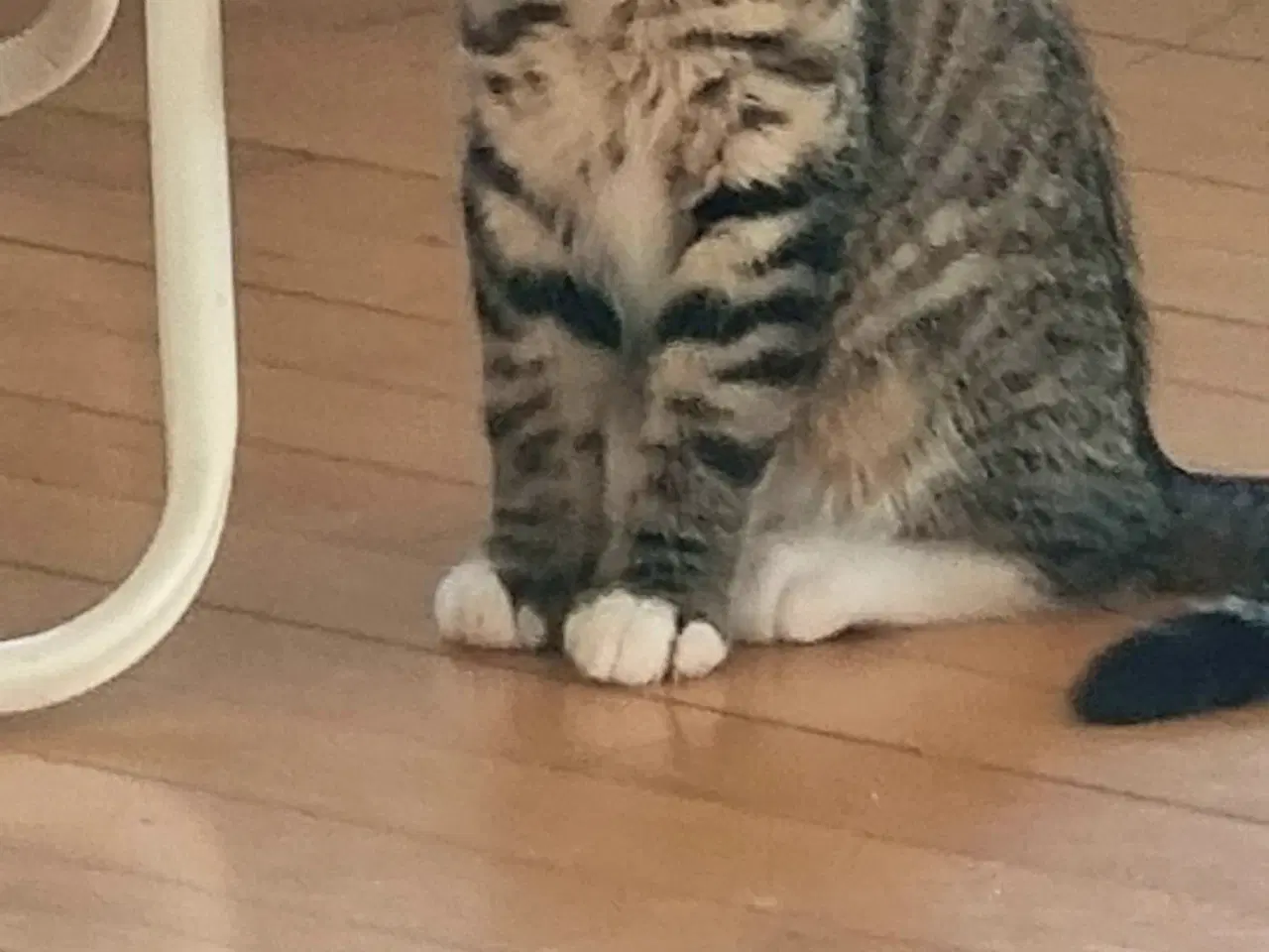 Billede 1 - Dejlig han killing 