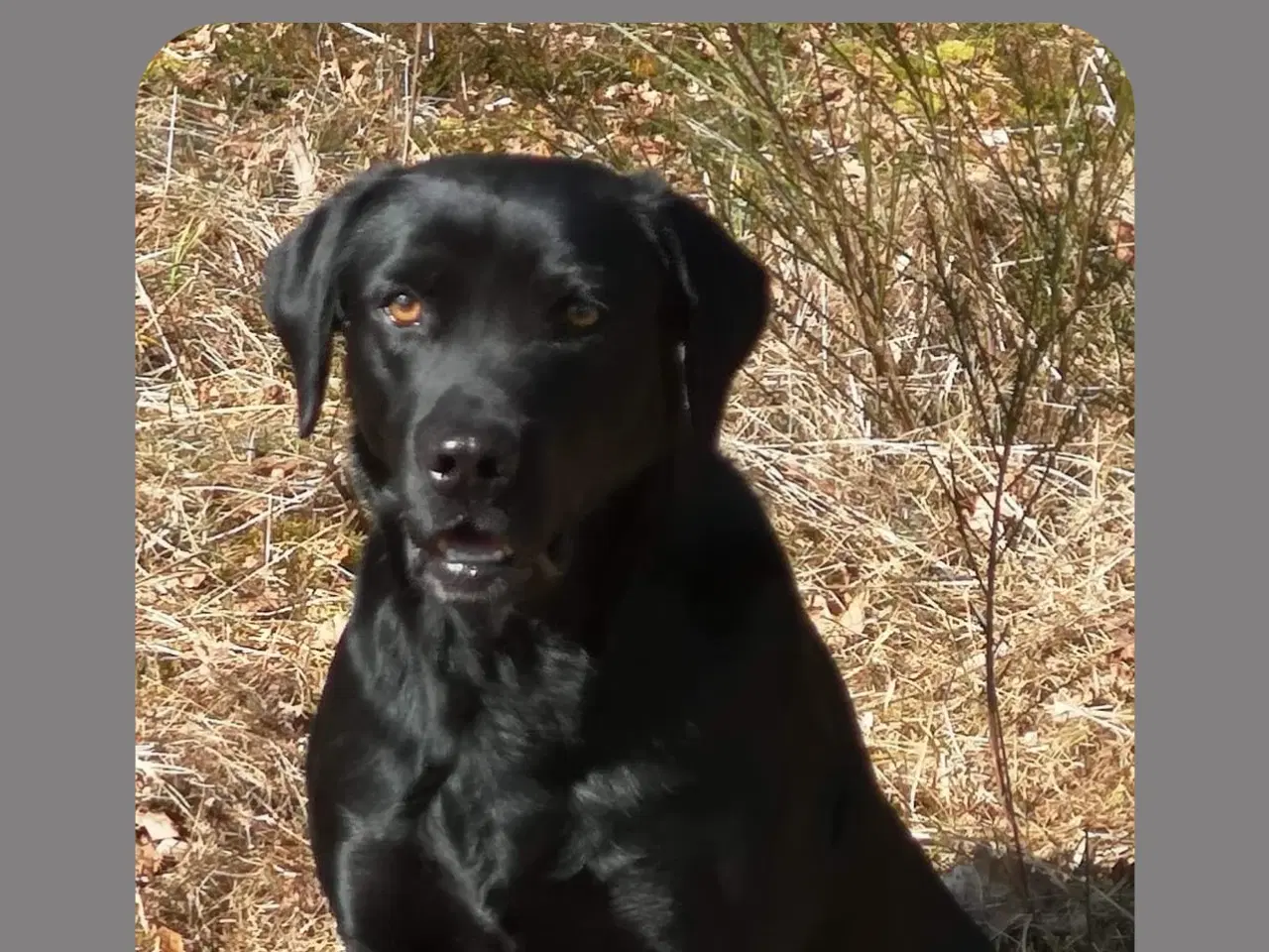 Billede 3 - TOP JAGT & Familie hunde 