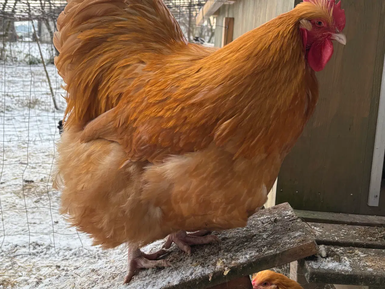 Billede 1 - Stor gul Orpington hane