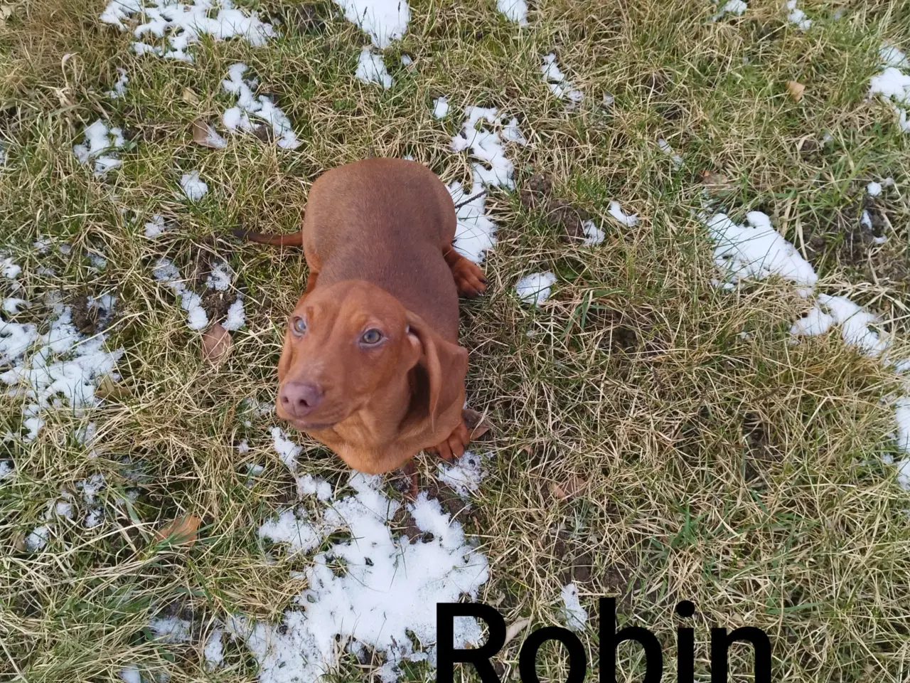 Billede 1 - Danmarks sødeste gravhund flot rød