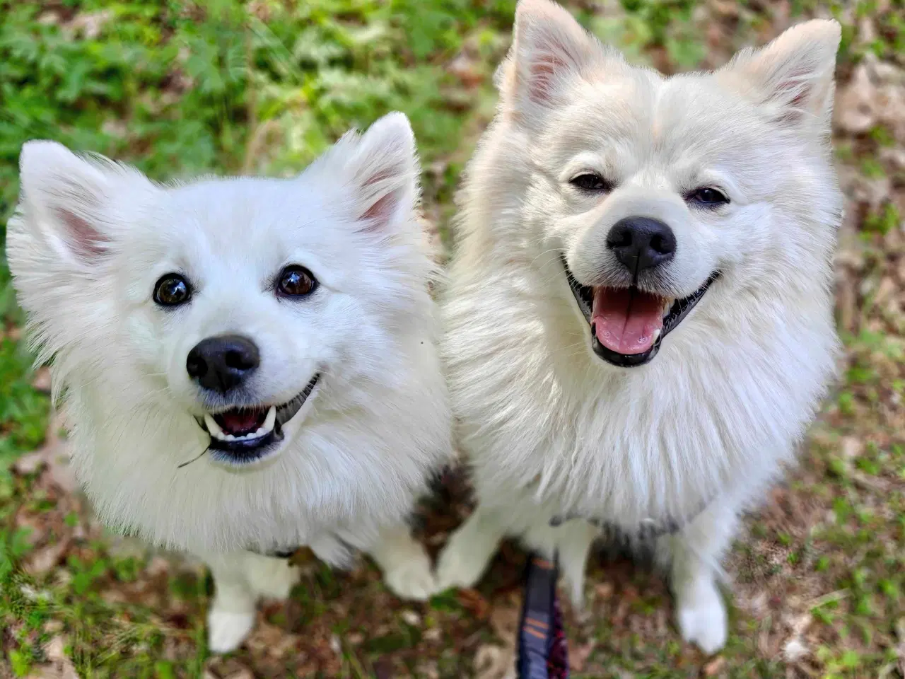 Billede 11 - Japansk spids hvalpe 