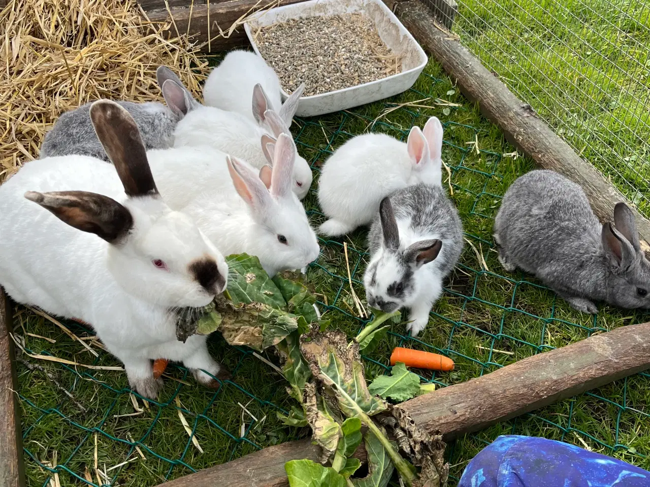 Billede 3 - Kaninunger sælges