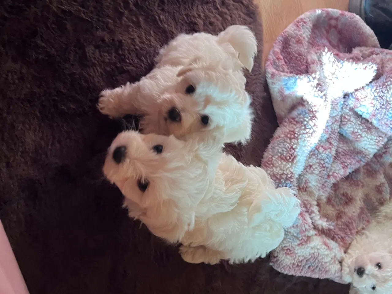 Billede 14 - Havachon hvalpe 🐶