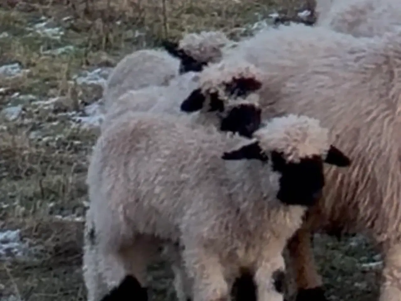 Billede 4 - 2 vædder lam valais blacknose