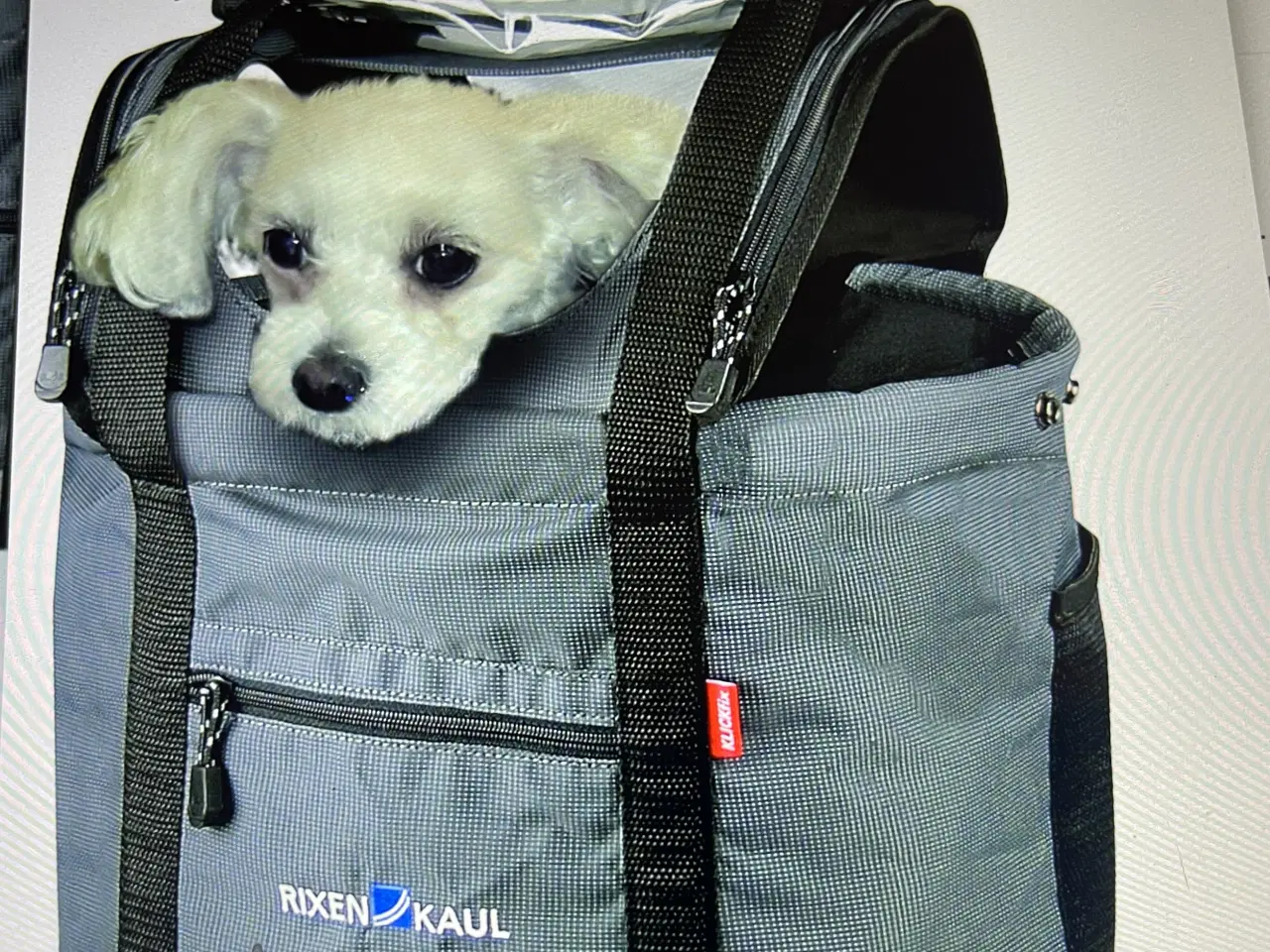 Billede 2 - Cykelkurv til Hund